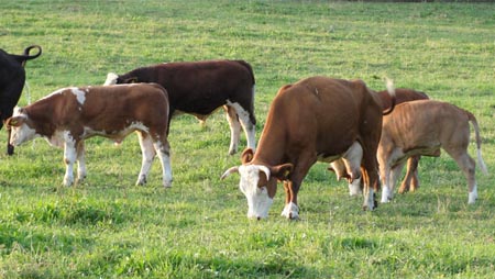 Mutterkühe beim Grasen